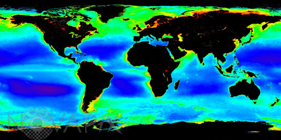 Global Chlorophyll