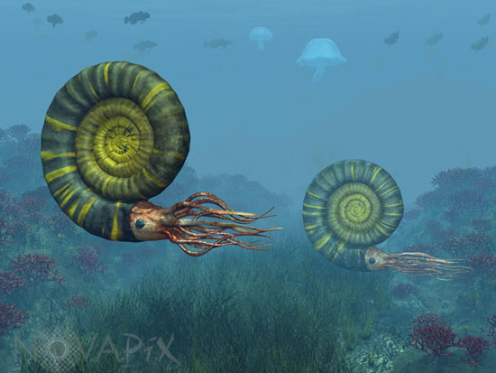 Middle Jurassic ammonites