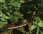 Arthropleura