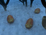 Trilobites - Vue d'artiste