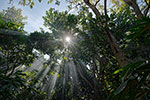 Forêt tropicale et rayons de Soleil - Thailande
