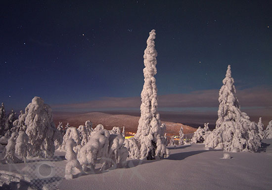 Arbres enneigés au clair de Lune -Finlande
