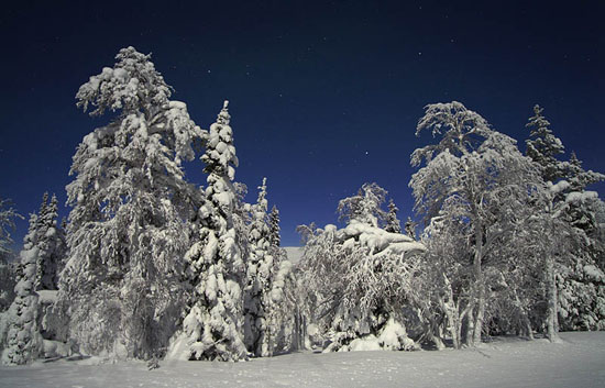 Arbres enneigés au clair de Lune -Finlande