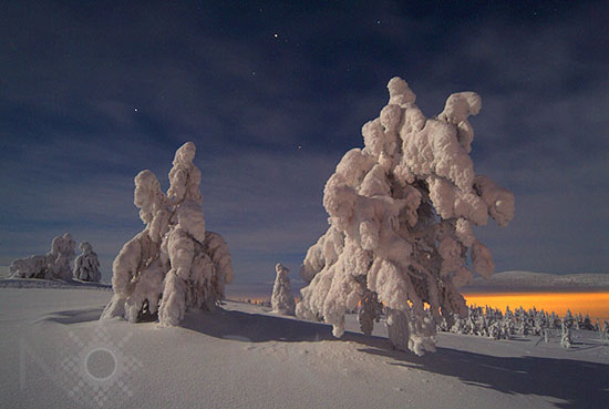 Arbres enneigés au clair de Lune -Finlande