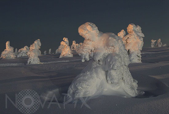Snow-covered trees in moonlight