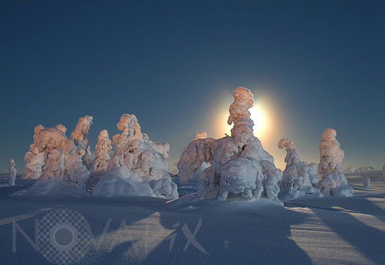 Snow-covered trees in moonlight