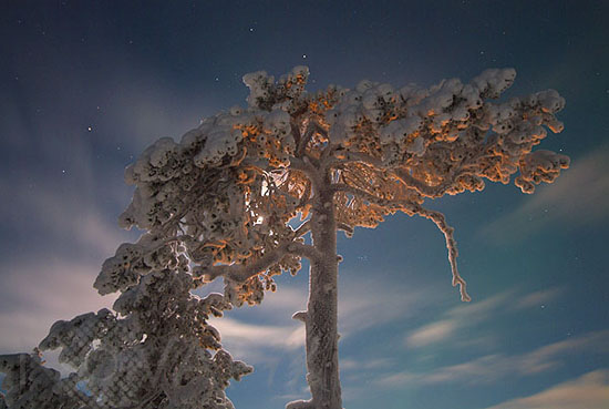 Arbre enneigé au clair de Lune -Finlande