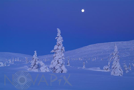 Arbres enneigés au clair de Lune -Finlande