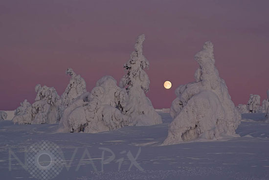 Arbres enneigés et lever de Lune -Finlande