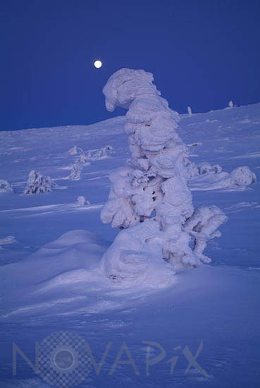 Arbres enneigés au clair de Lune -Finlande