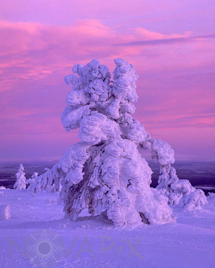 Arbres enneigés -Finlande