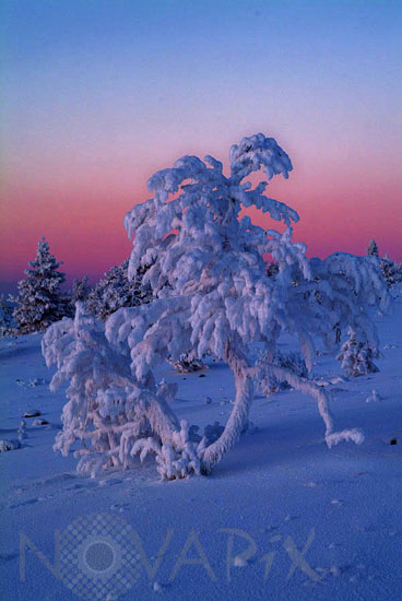Arbres enneigés -Finlande