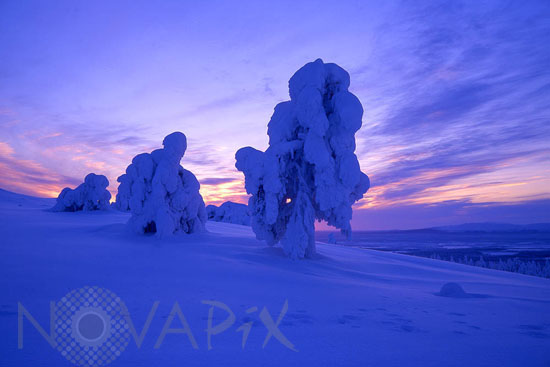 Arbres enneigés -Finlande