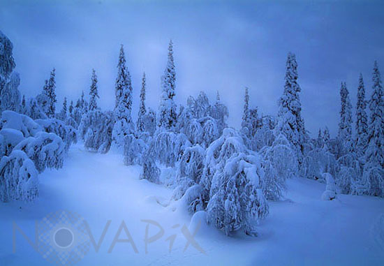 Arbres enneigés -Finlande