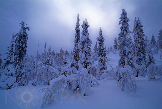 Arbres enneigés -Finlande