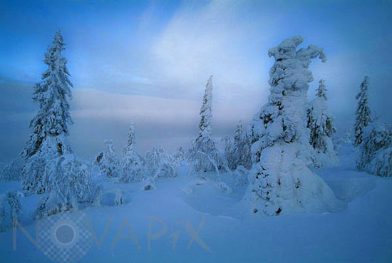 Arbres enneigés -Finlande
