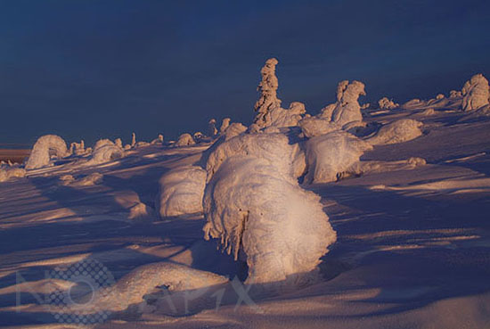 Arbres enneigés -Finlande