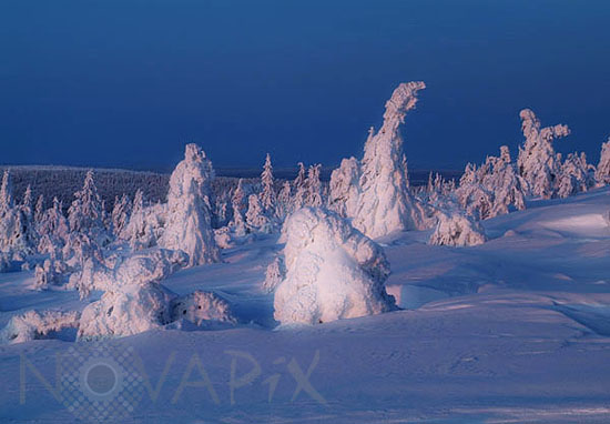 Arbres enneigés -Finlande