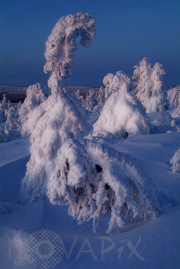 Arbres enneigés -Finlande