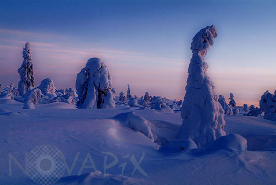 Arbres enneigés -Finlande