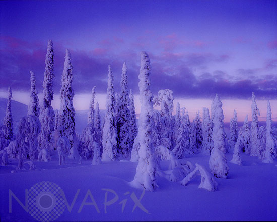 Arbres enneigés -Finlande