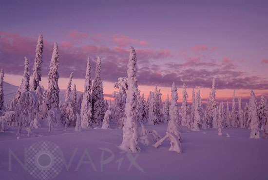 Arbres enneigés -Finlande
