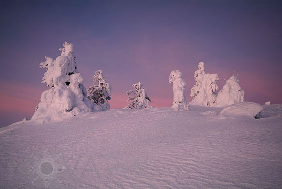 Arbres enneigés -Finlande