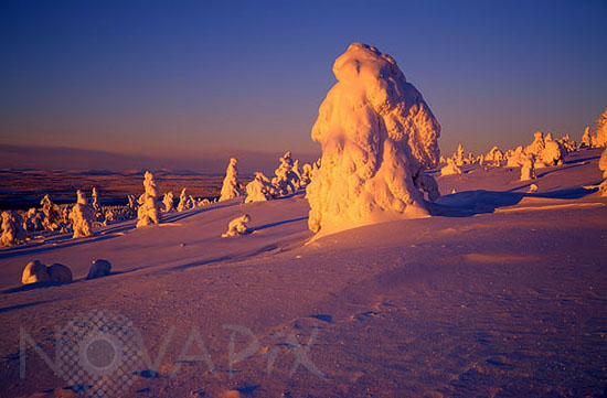 Arbres enneigés -Finlande