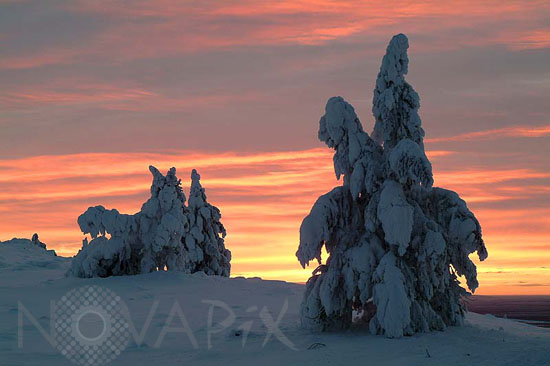 Arbres enneigés -Finlande
