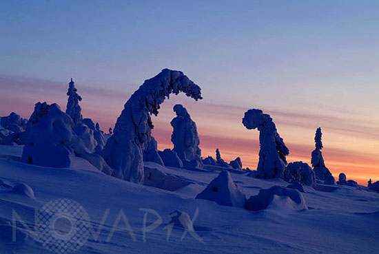 Snow-covered trees