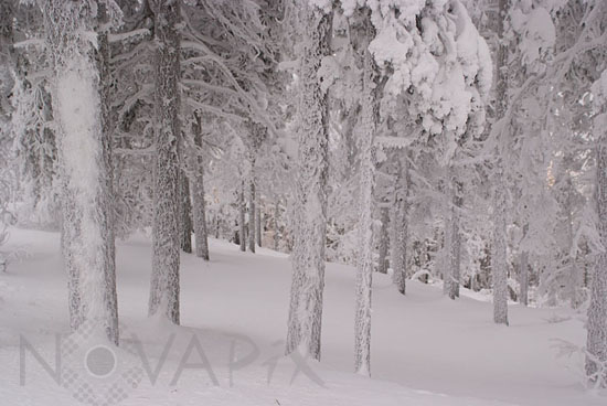 Arbres enneigés -Finlande