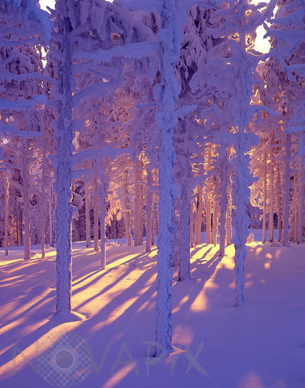 Arbres enneigés -Finlande