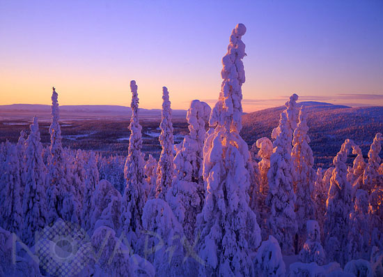 Arbres enneigés -Finlande