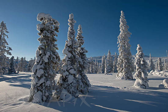 Arbres enneigés -Finlande