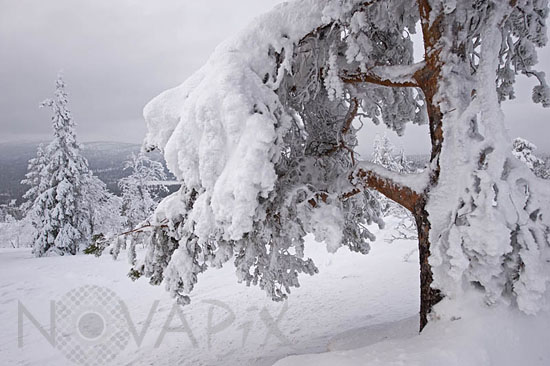 Arbres enneigés -Finlande
