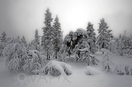 Arbres enneigés -Finlande