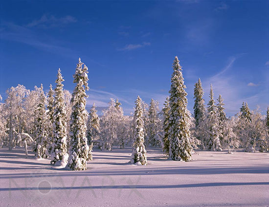 Arbres enneigés -Finlande