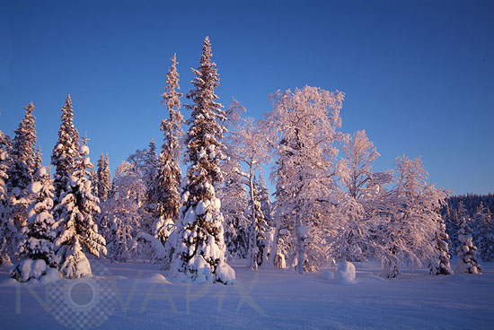 Arbres enneigés -Finlande