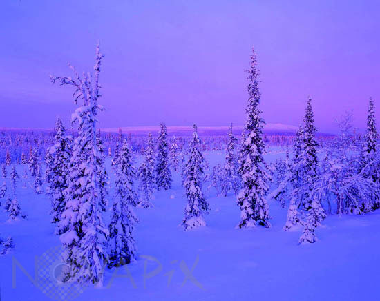 Arbres enneigés -Finlande