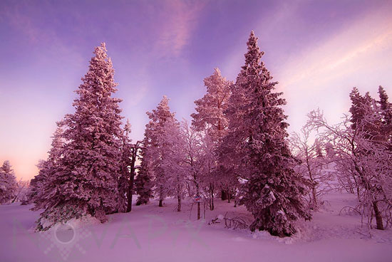 Arbres enneigés -Finlande