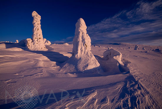 Arbres enneigés -Finlande