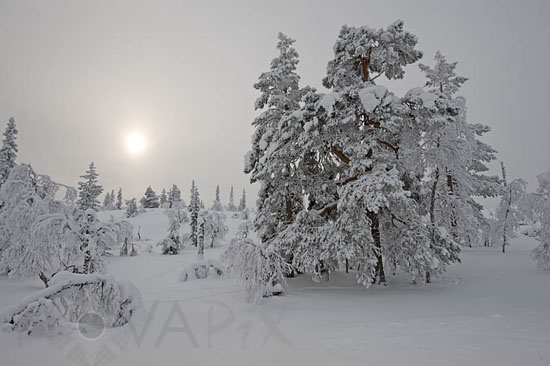 Snow-covered trees