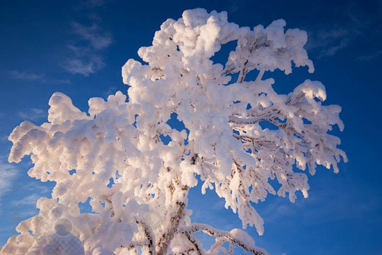 Arbre enneigé et gel