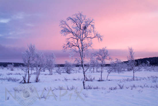 Snow-covered trees and frost