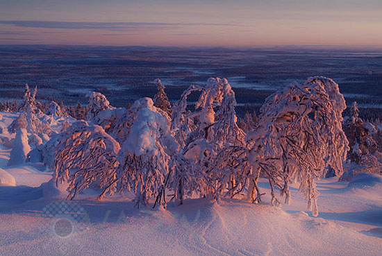 Arbres enneigés et gel