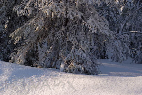 Arbres enneigés et gel
