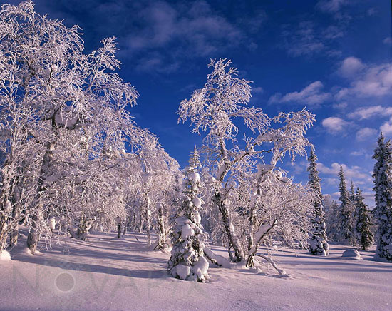 Arbres enneigés et gel