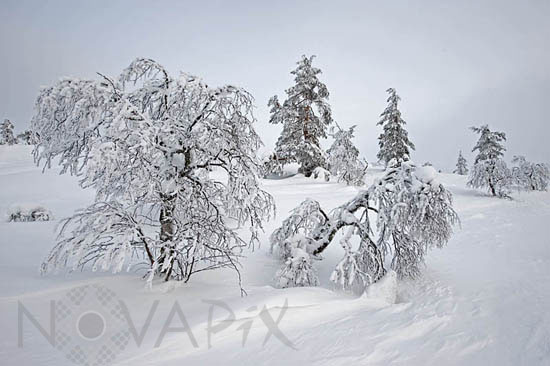 Arbres enneigés et gel