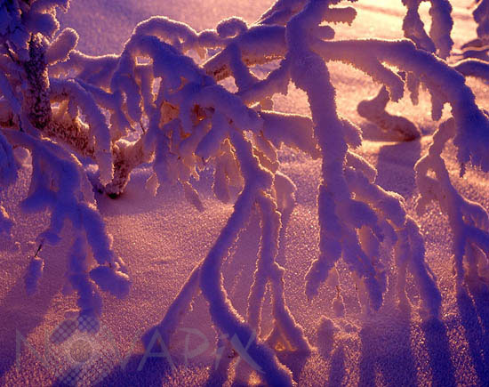 Arbre enneigé et gel