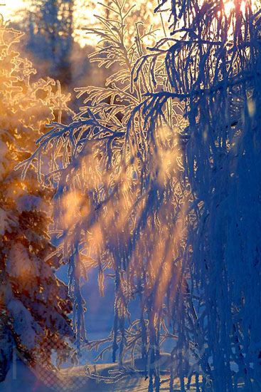 Arbres enneigés et gel